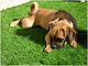 چمن مصنوعی PE PP Softness Friendly Pet 25mm ضد آب برای سگ 4 تن